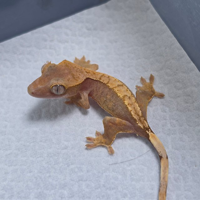 Hypo