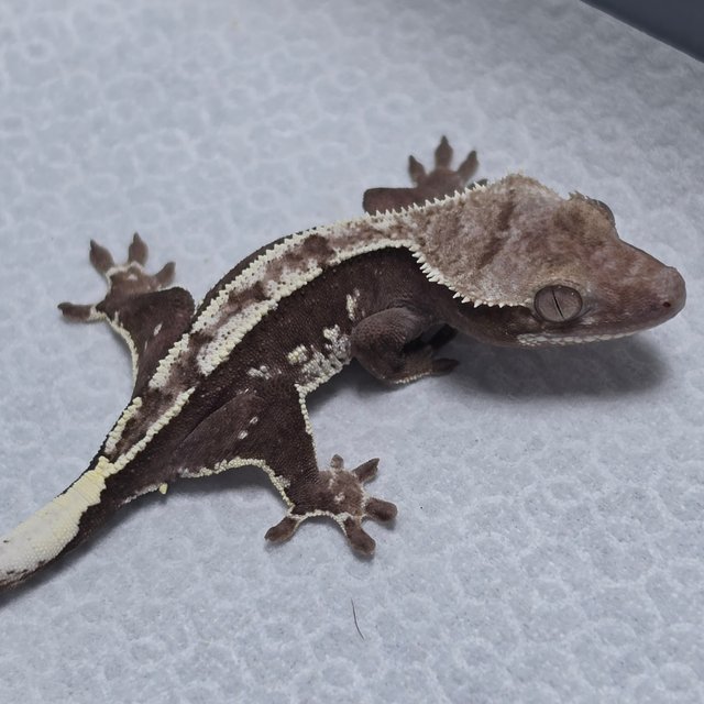 Axanthic