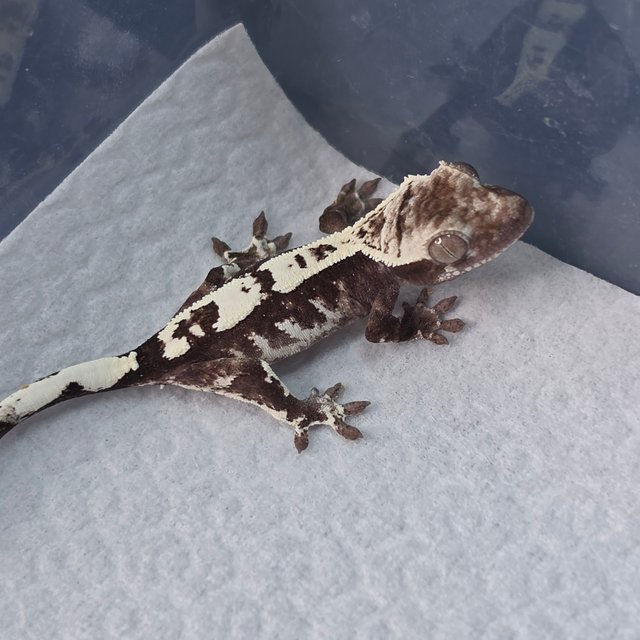 Sable Axanthic