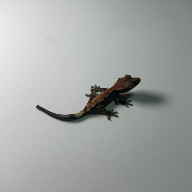 세이블