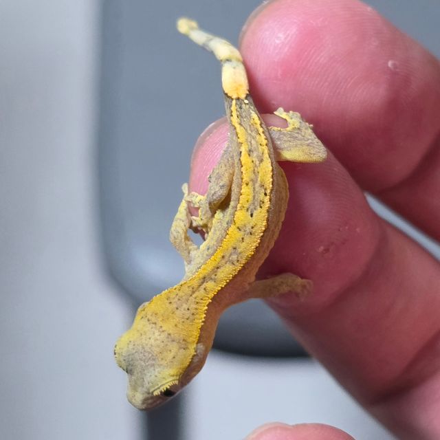 하이포
