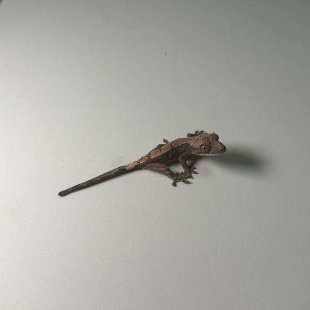 세이블