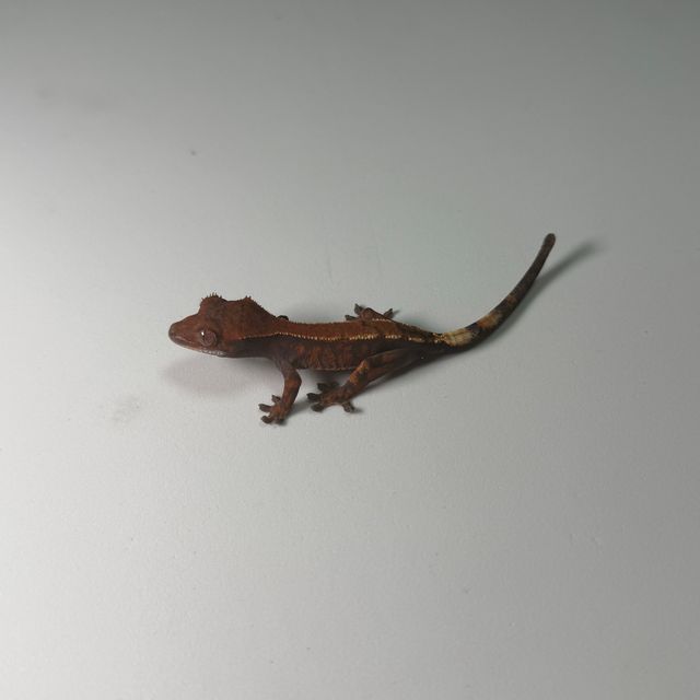 세이블