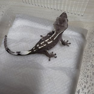 아잔틱