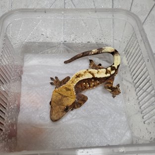 세이블