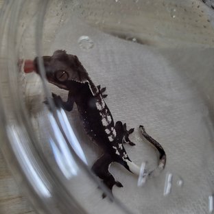 아잔틱
