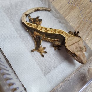 100%헷아잔틱 쿼드 핀스트라이프