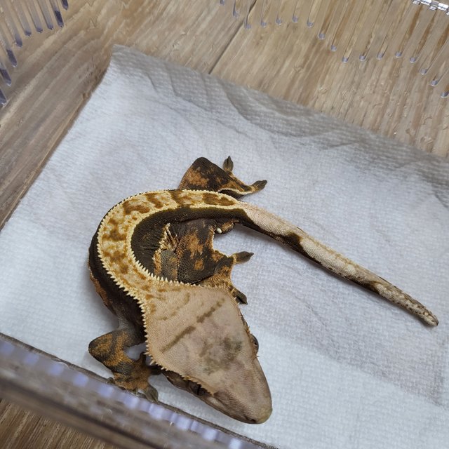 100%헷아잔틱 쿼드 핀스트라이프