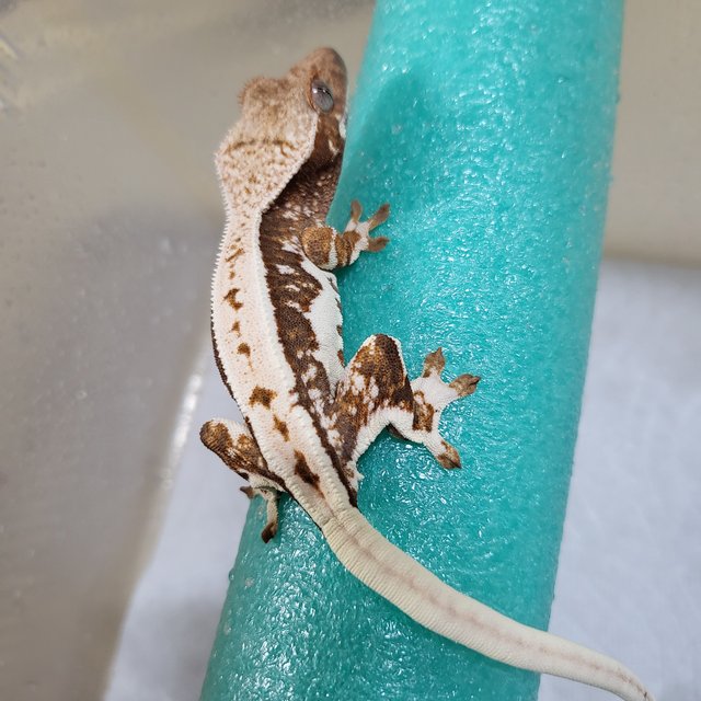 릴리100%헷아잔틱