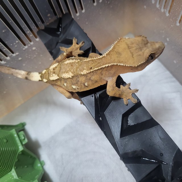 세이블 100%헷아잔틱