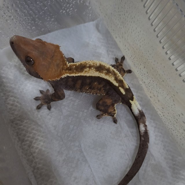 카푸치노 100%헷아잔틱