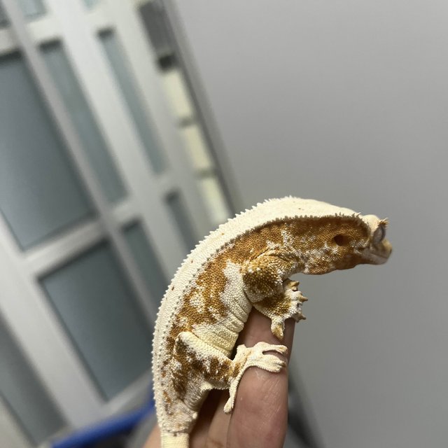 릴리화이트 크림 크림시클