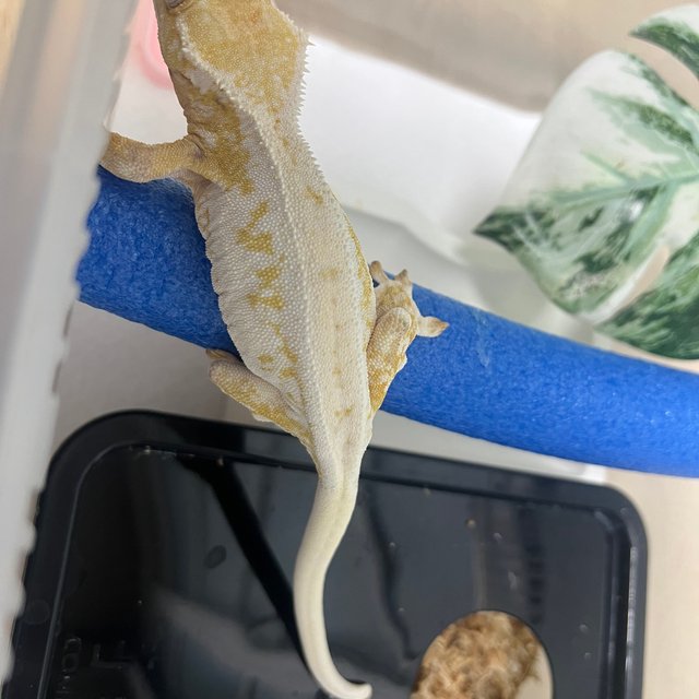 릴리화이트 크림 크림시클 옐로우