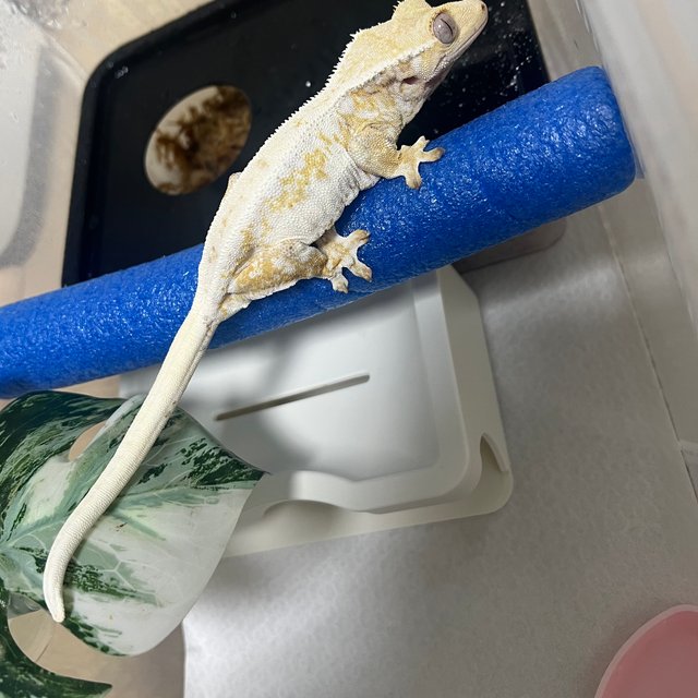 릴리화이트 크림 크림시클 옐로우