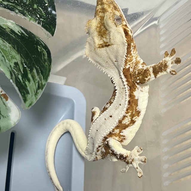 릴리화이트 크림 크림시클