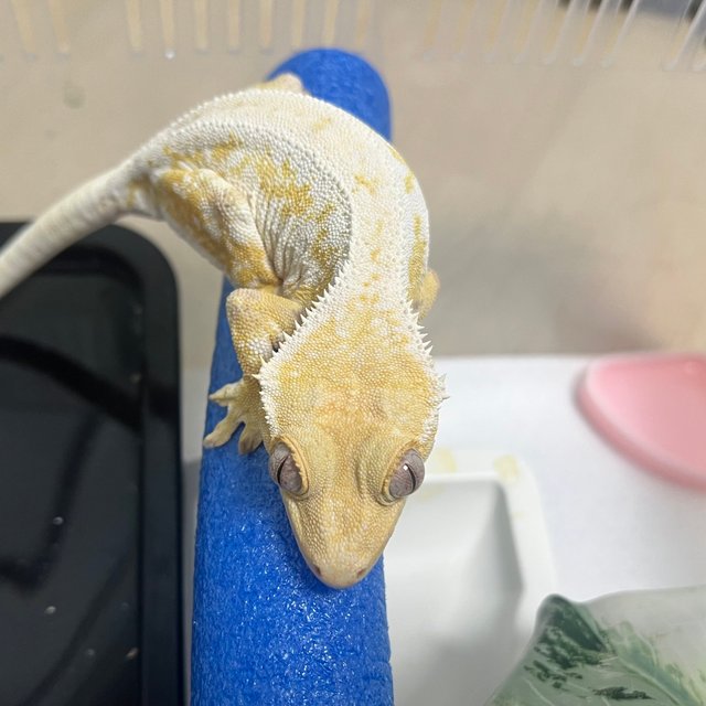 릴리화이트 크림 크림시클 옐로우