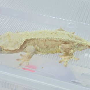 릴리100%헷아잔틱 (모)