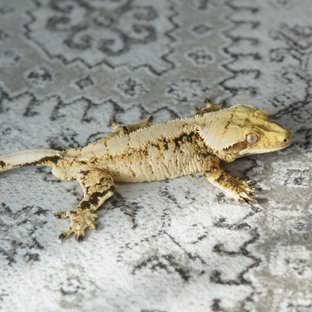 노멀 화이트스팟 (부)