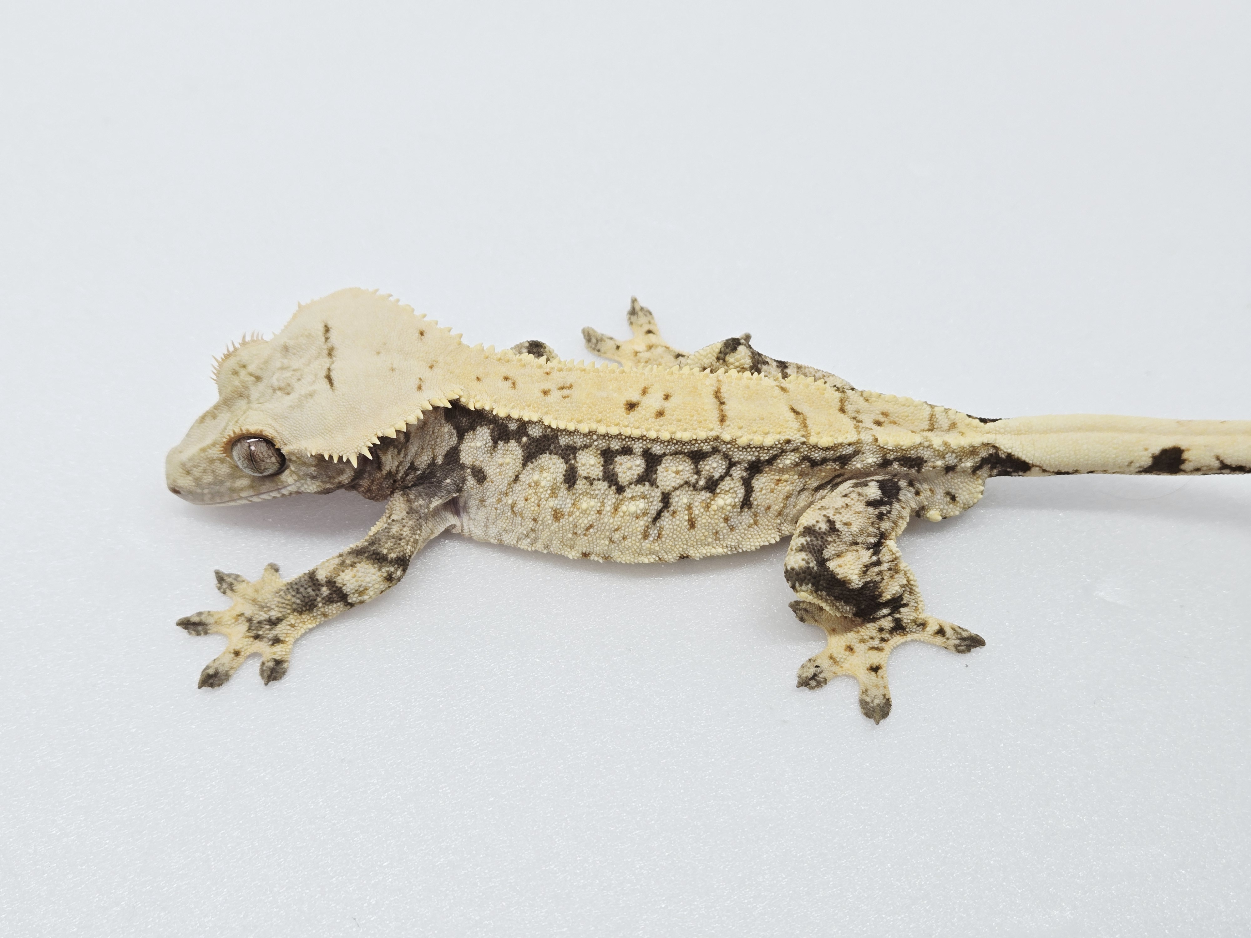 노멀 드리피 화이트스팟