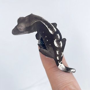 아잔틱
