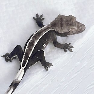아잔틱 풀핀