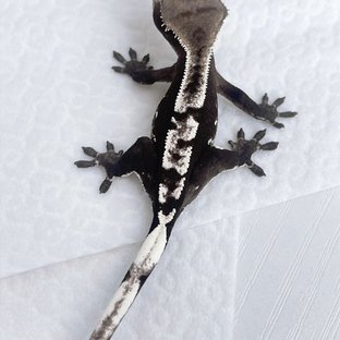 아잔틱