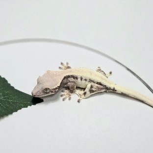 릴리 세이블