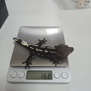 동배