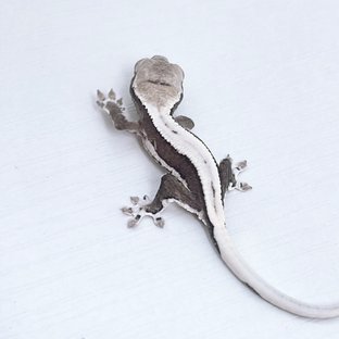 릴잔틱