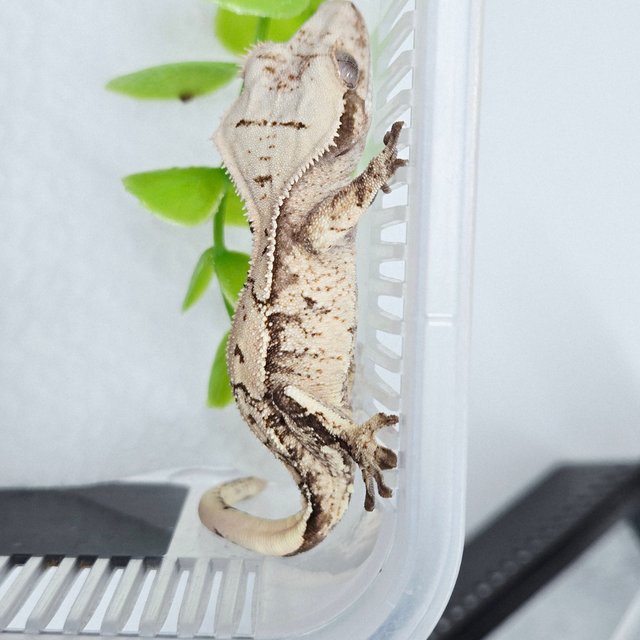 트라이 익스트림할리퀸 화이트스팟 드리피