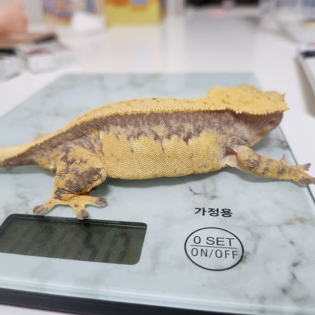 노멀 솔리드백 풀핀 핀스트라이프 익스트림할리퀸