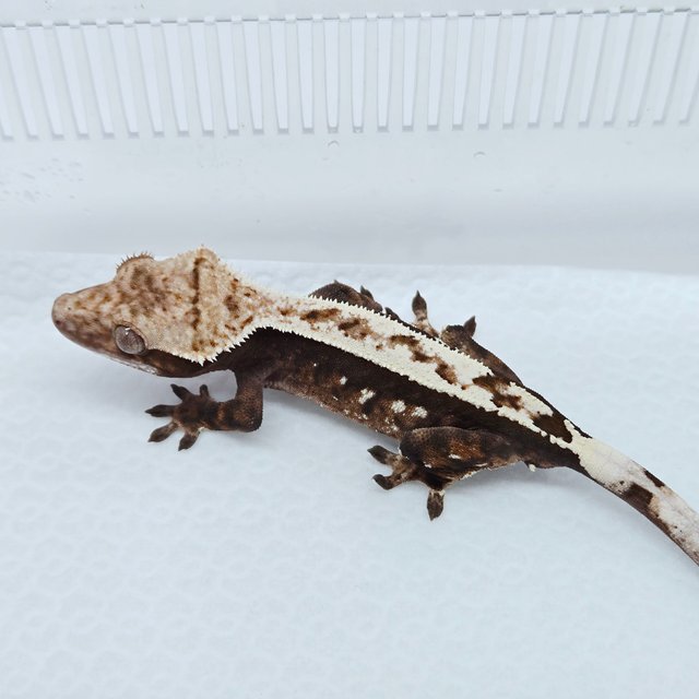 100%헷아잔틱 세이블