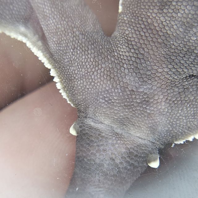 아잔틱