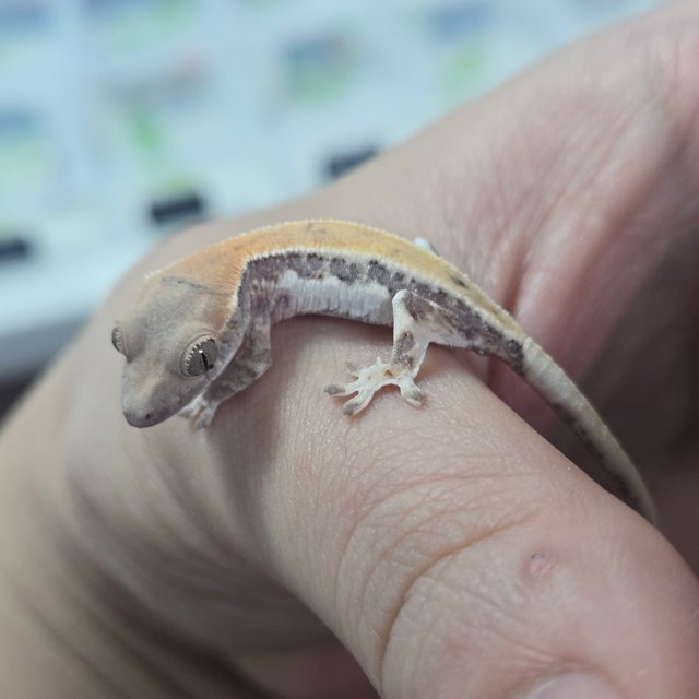 100%헷아잔틱 릴리 세이블