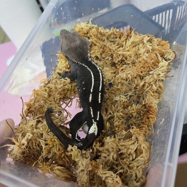 아잔틱