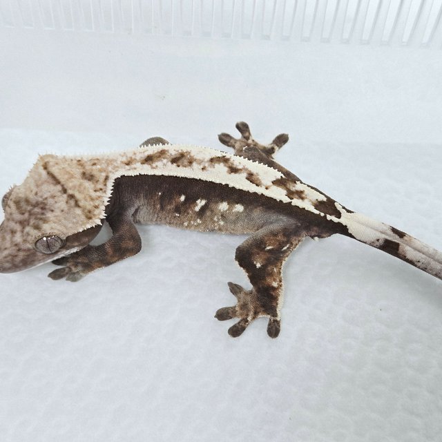 100%헷아잔틱 세이블