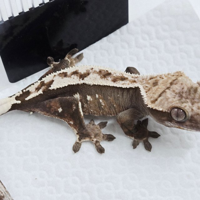 100%헷아잔틱 세이블