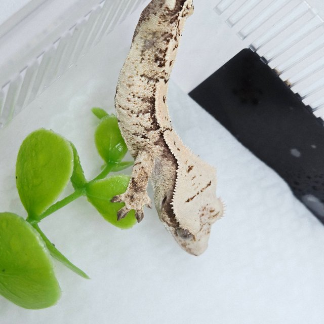 트라이 익스트림할리퀸 화이트스팟 드리피