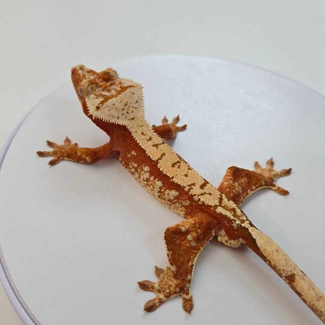 레드 트라이 익스트림할리퀸