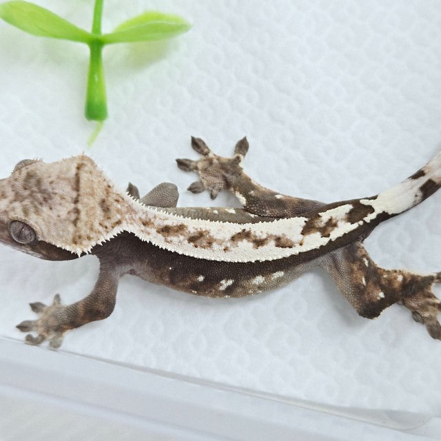 100%헷아잔틱 세이블