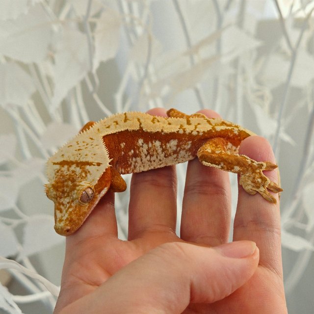 레드 트라이 익스트림할리퀸