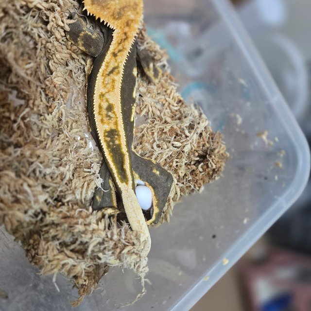 100%헷아잔틱 풀핀