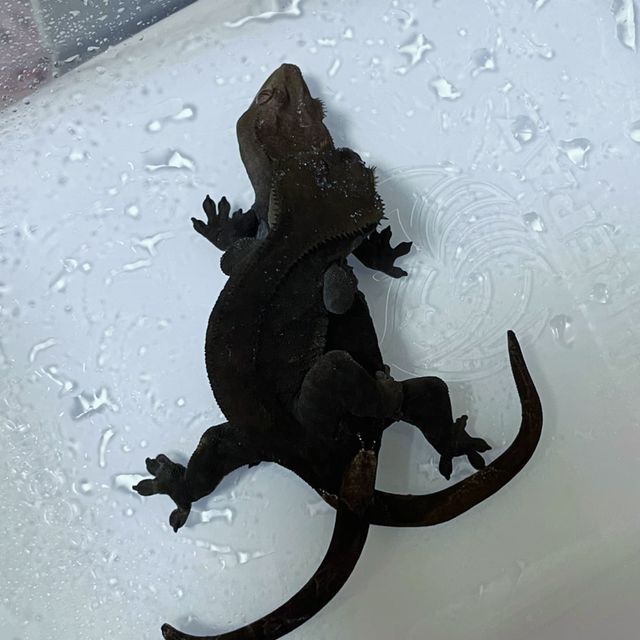 챠콜 알티