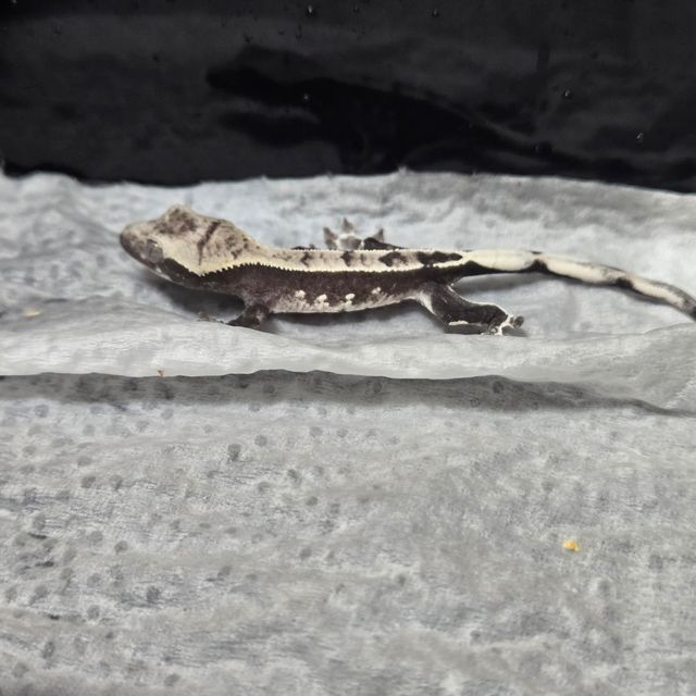 아잔틱