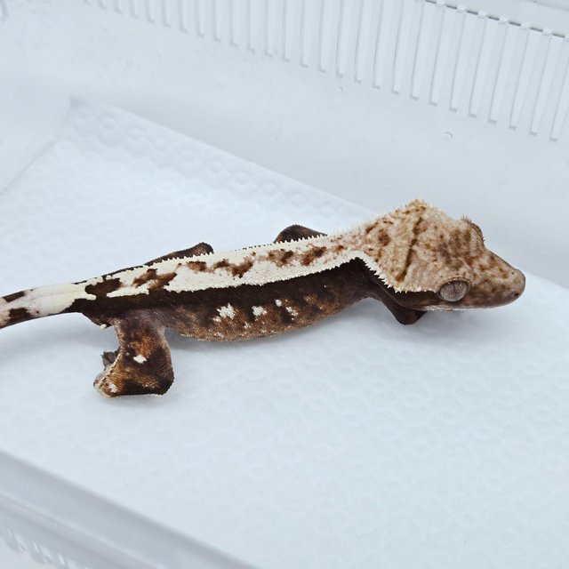 100%헷아잔틱 세이블