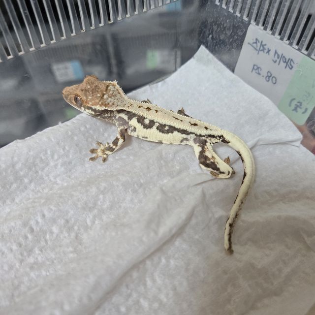 프라푸치노