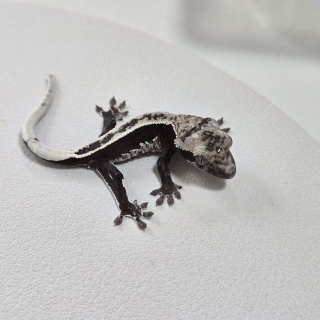 아잔틱 풀핀