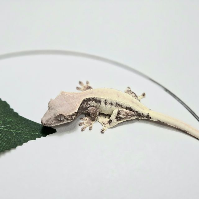 릴리 세이블