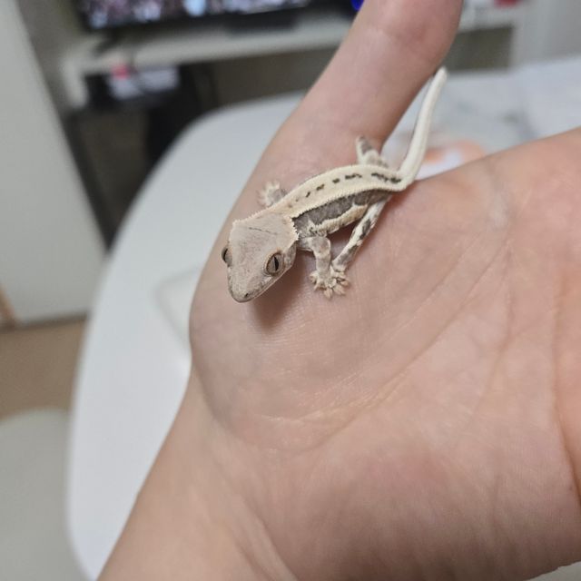 프라푸치노