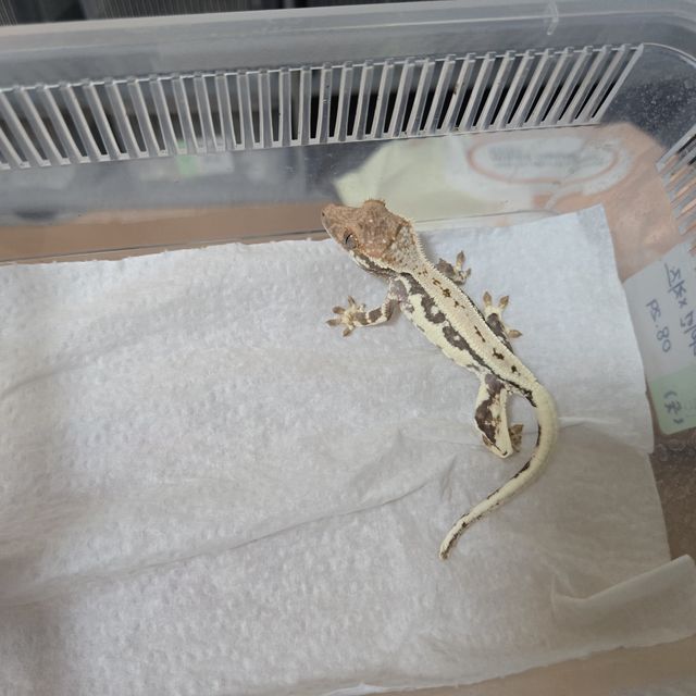 프라푸치노